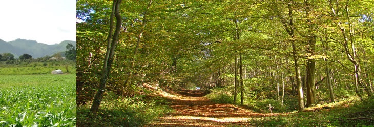 environnement